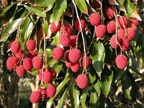 Thuyết minh về loại cây ăn quả - Cây Vải