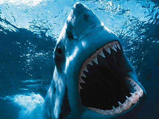 Jaws (1975)