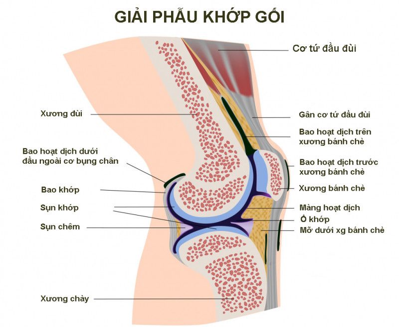 Cấu tạo khớp gối