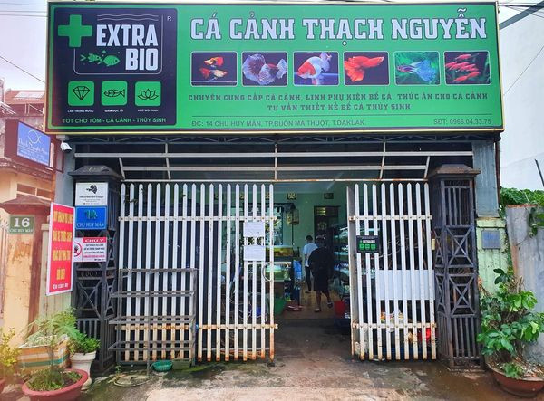 Cá cảnh Thạch Nguyễn