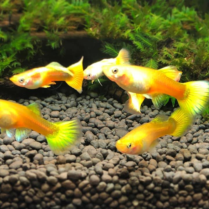 Fish Home - Cá Cảnh Nha Trang
