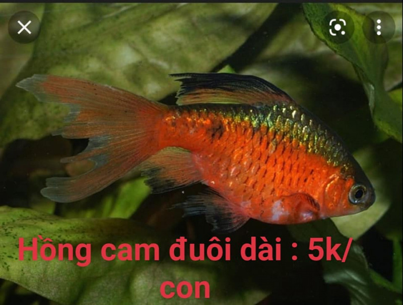 Cá cảnh 2k Bảo Lộc