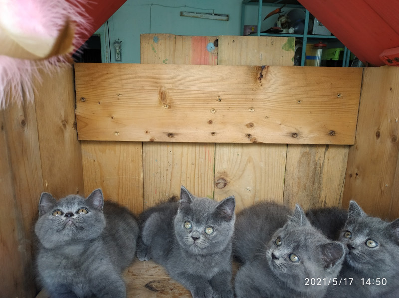 Meo Meo Cattery- Trại Mèo Anh Thuần Chủng