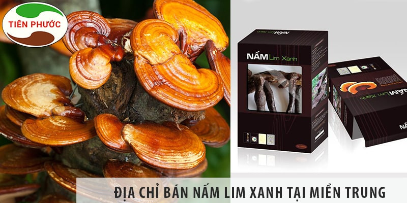 Nấm lim xanh Tiên Phước Đà Lạt