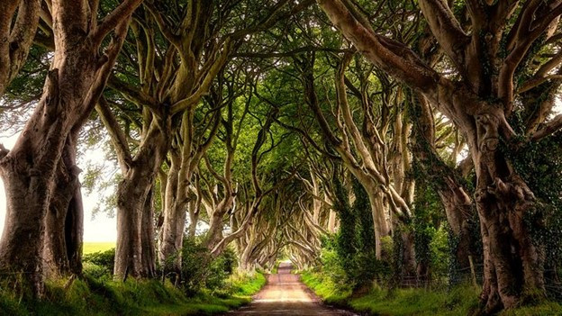 Con đường cây đẹp ma mị - Bắc Ireland