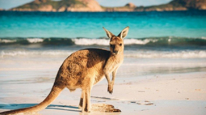 Hòn đảo Kangaroo - Úc