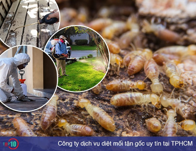 Công ty dịch vụ diệt côn trùng Thăng Long﻿