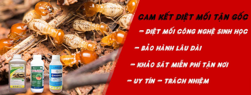 Công ty TNHH Diệt mối & Khử trùng Tín Phát