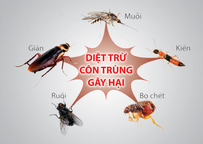 Diệt Mối Tận Gốc Tại TP Huế