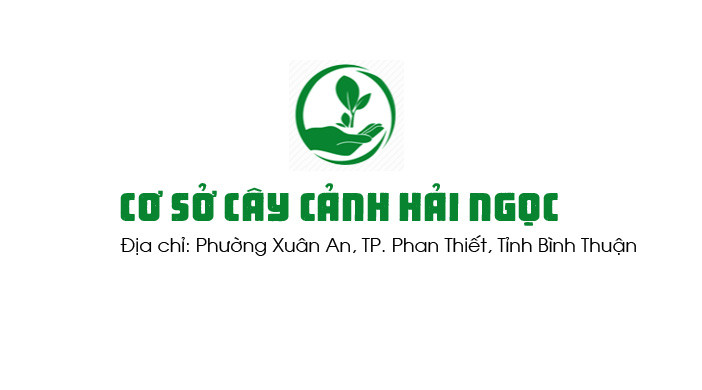 Cây Cảnh Hải Ngọc