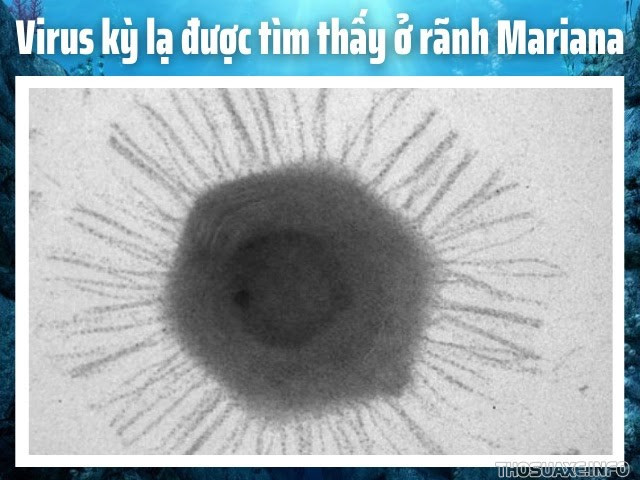 Virut tìm thấy ở rãnh Mariana