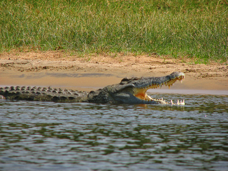 Cá sấu sông Nile