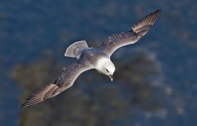 Chim biển Fulmars