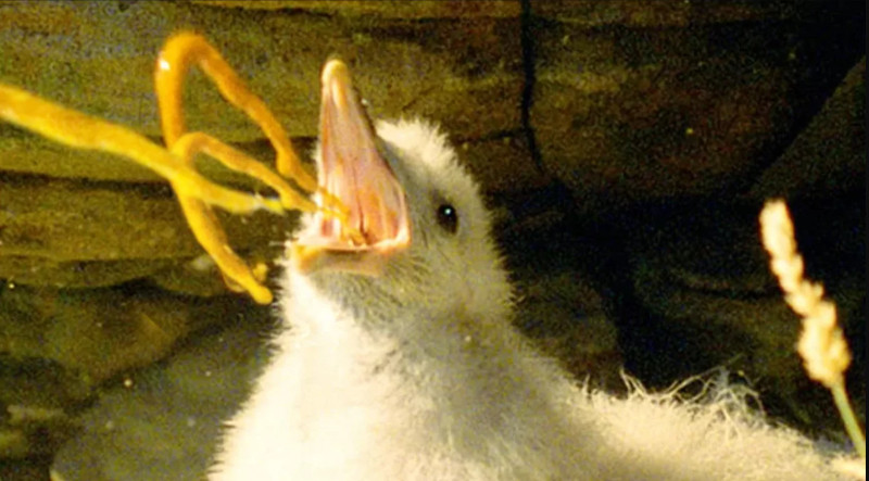 Chim biển Fulmars