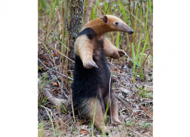 Tamandua tetradacty