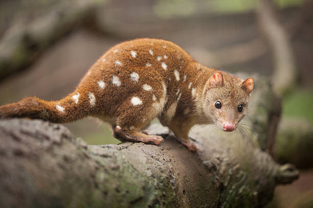 Quoll