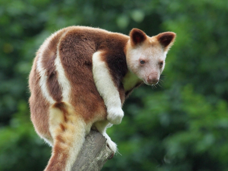 Tree Kangaroo