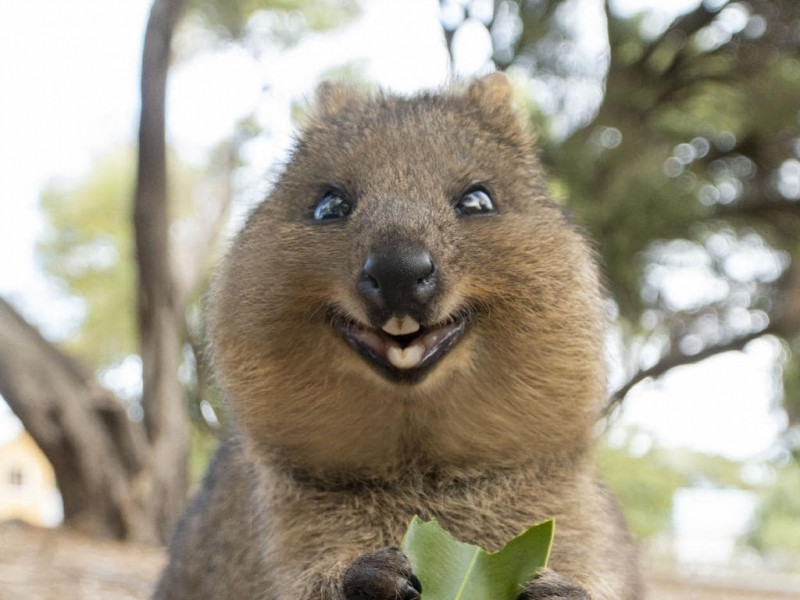 Quokkas