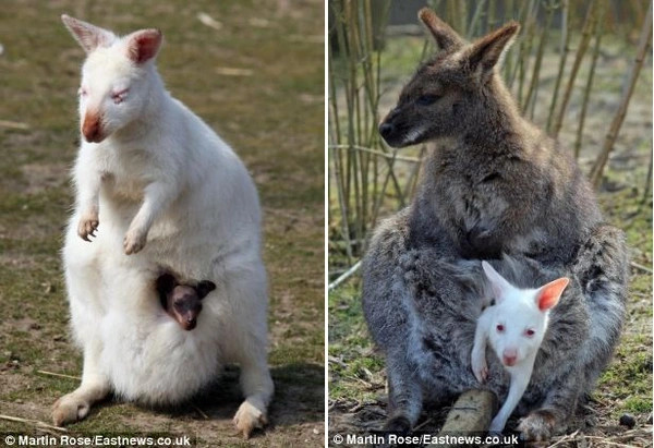 Chuột túi Wallaby