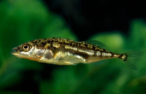 Cá stickleback fish
