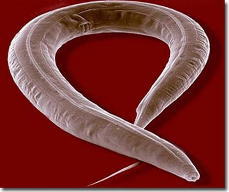 Não giun tròn Caenorhabditis elegans