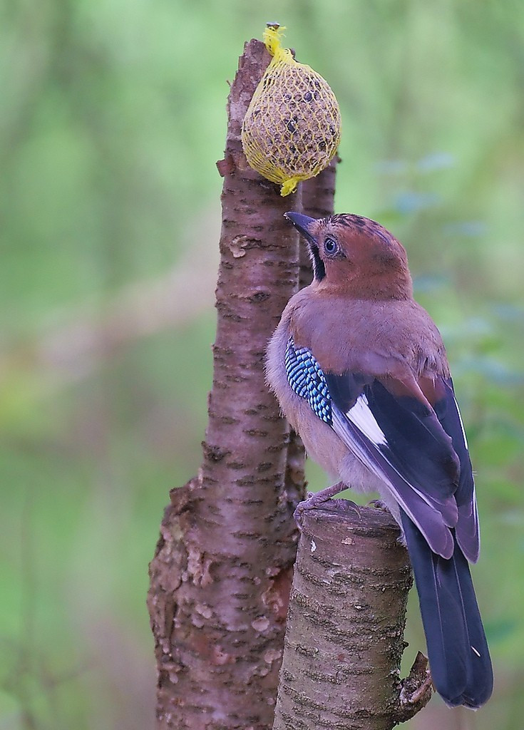 Chim Corvids