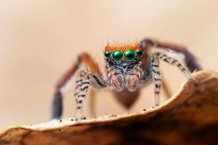 Não nhện có cả ở dưới chân