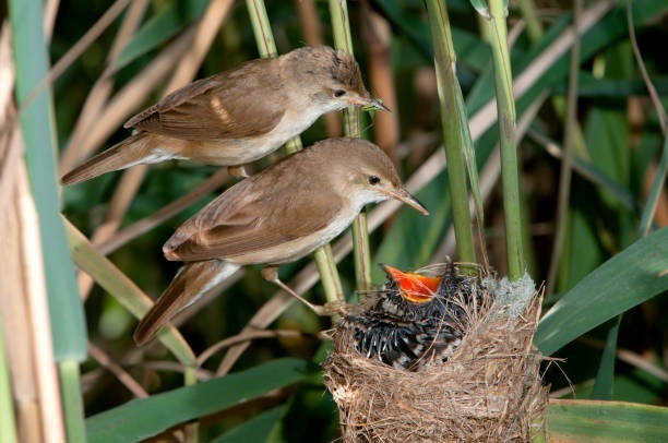 Cuckoo - Chuyên gia nhờ 