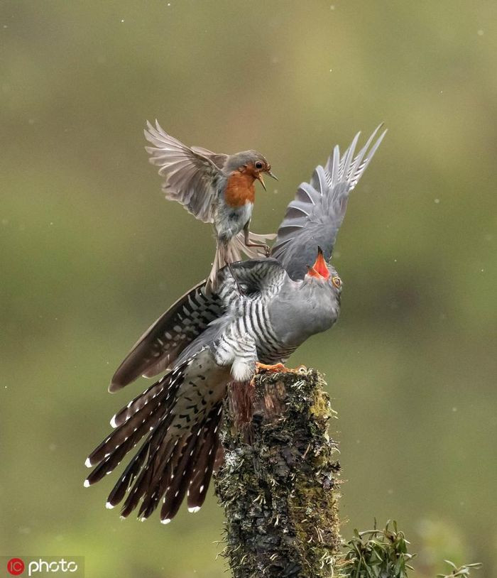 Cuckoo - Chuyên gia nhờ 