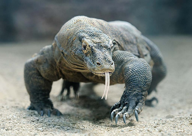 Rồng Komodo