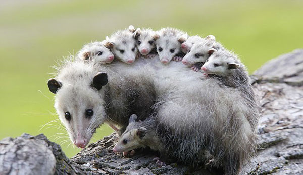 Chồn Opossum