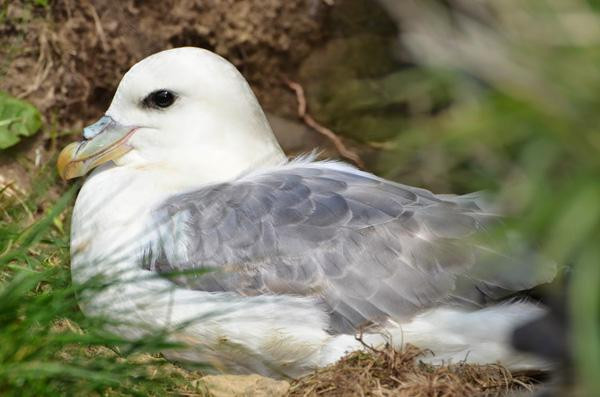 Hải âu Fulmar phương Bắc