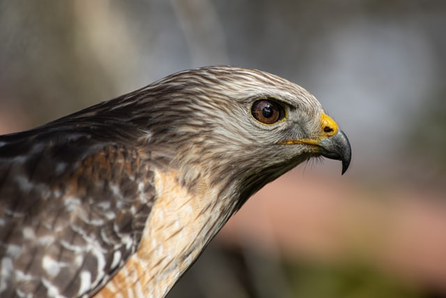 Marsh Harriers – Chim ưng đầm lầy