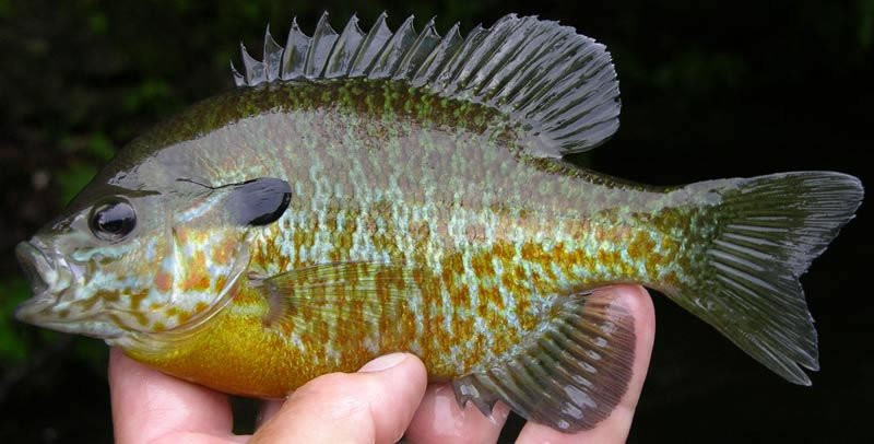 Bluegill Sunfish – Cá thái dương mang xanh