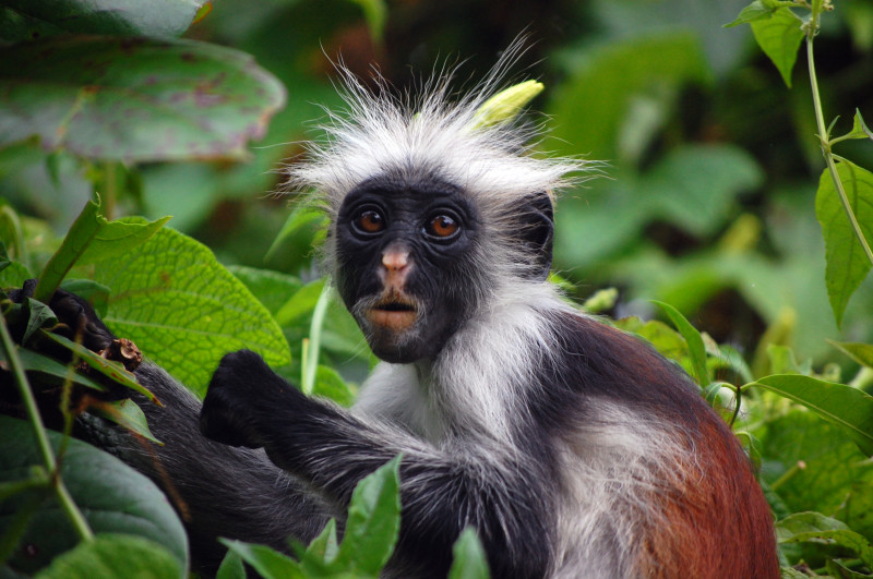 Khỉ đỏ Colobus và Khỉ xanh Ô Liu Colobus