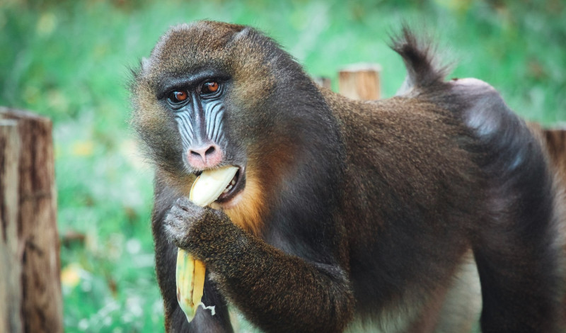 Khỉ đỏ Colobus và Khỉ xanh Ô Liu Colobus