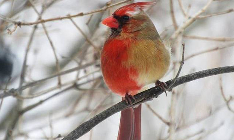 Chim cardinal