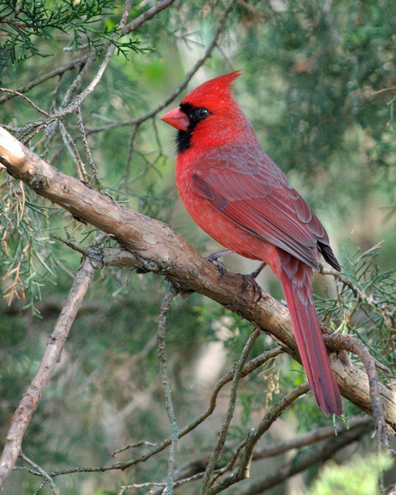 Chim cardinal