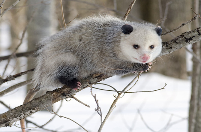 Chồn Opossum