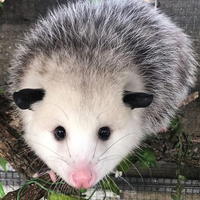 Chồn Opossum