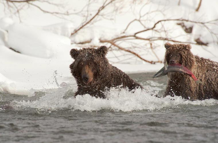 Gấu xám Bắc Mỹ – lực cắn: 1200psi