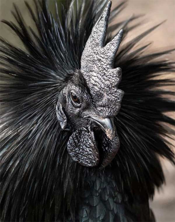 Gà Ayam Cemani