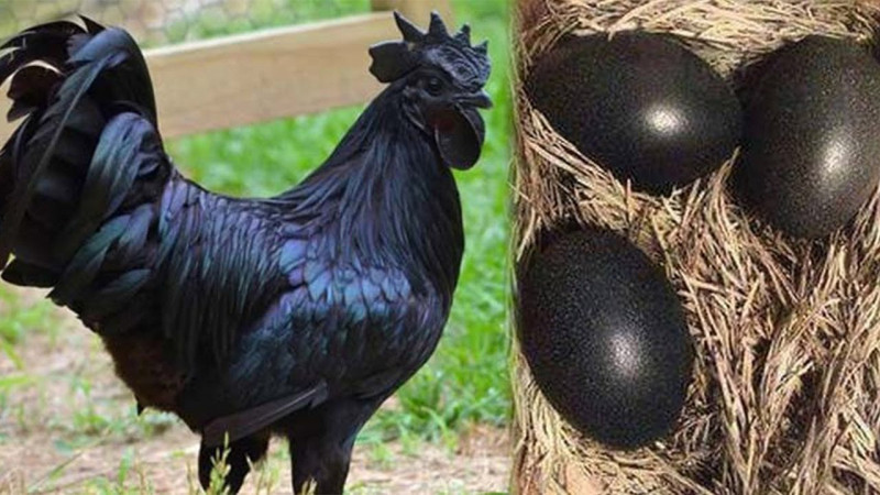 Gà Ayam Cemani