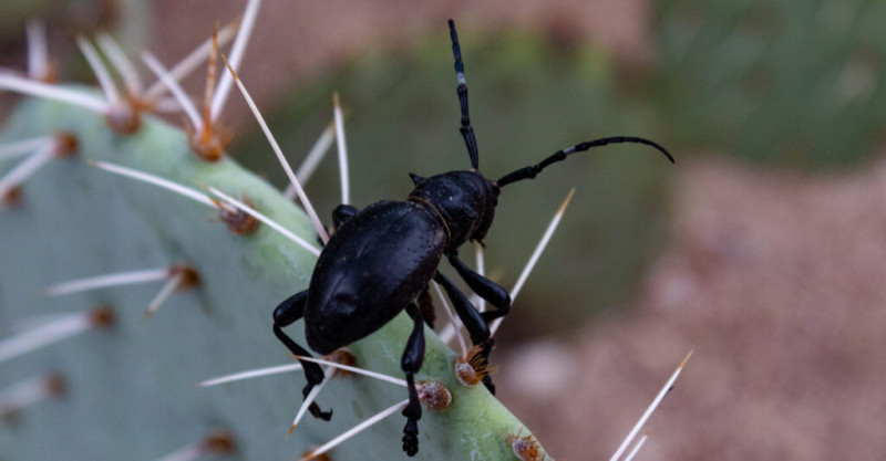 Bọ Xương rồng Longhorn