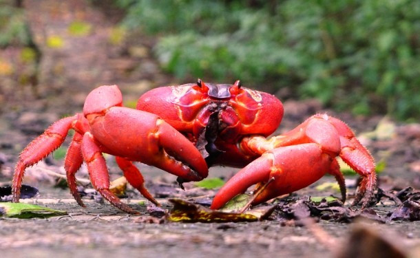 Cua đỏ đảo giáng sinh