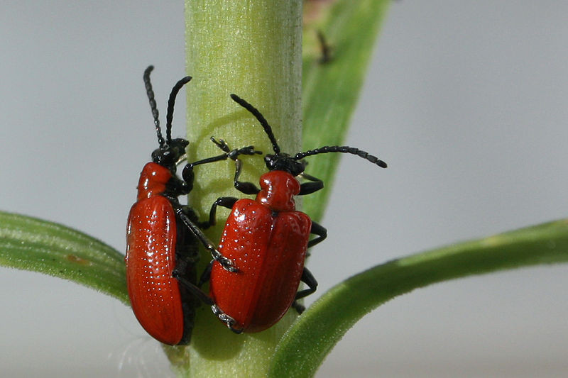 Bọ cánh cứng đỏ hoa lily