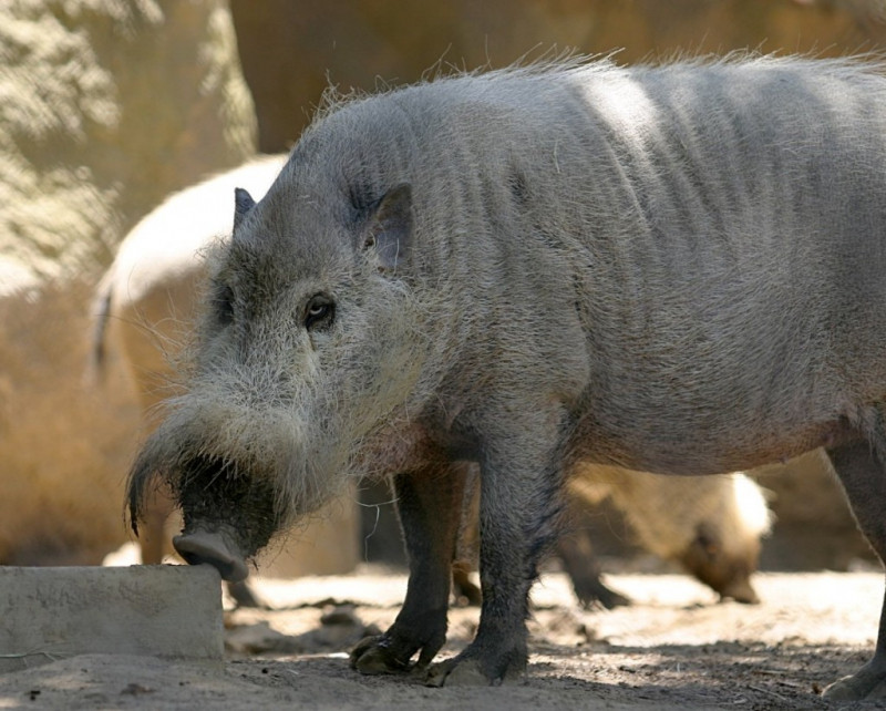 Lợn râu Borneo
