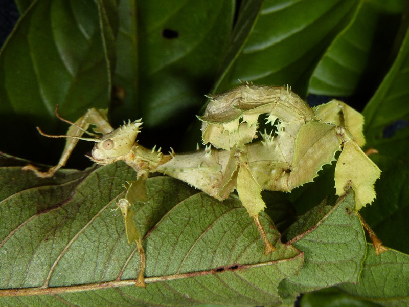 Bọ que lá Spiny