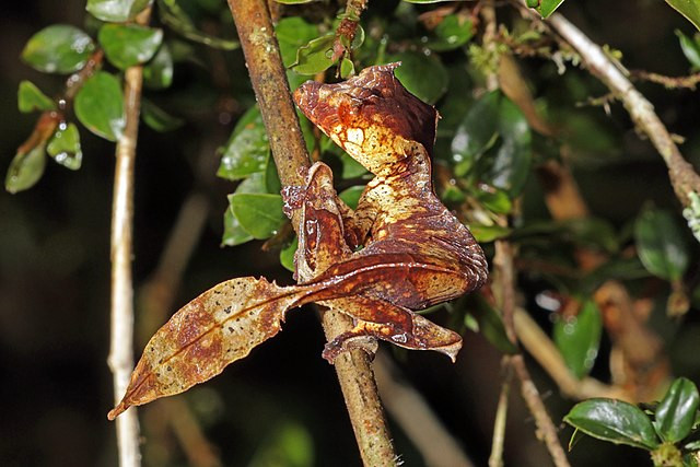 Tắc kè Uroplatus