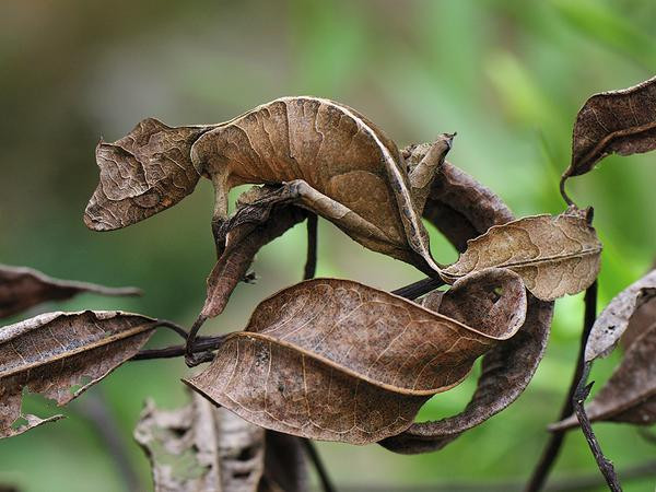 Tắc kè Uroplatus